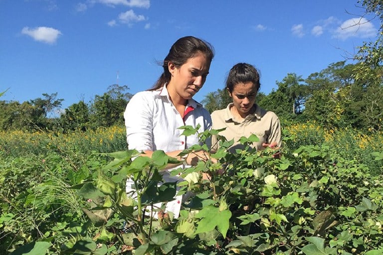 Plano Safra Da Agricultura Familiar Conab Conta Com R 50 Milhões Para Subvenção De Produtos Da 3745