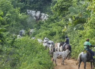 Vaqueiro é morto a tiros em emboscada durante operação em terra indígena