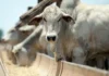 Rondônia registra recorde no abate de bovinos e se consolida como potência na produção de carne