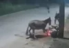 Acidente e assalto: cavalo solto provoca queda de motociclista e facilita roubo. VEJA VÍDEO