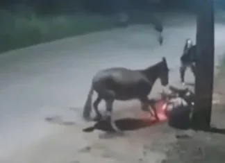 Acidente e assalto: cavalo solto provoca queda de motociclista e facilita roubo. VEJA VÍDEO