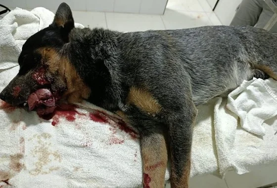 Veterinário salva cachorro após homem mutilar animal com roçadeira em Rondônia; suspeito é preso
