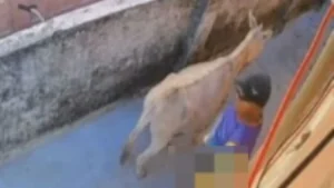 Homem é flagrado por câmera abusando de jumenta. VEJA VÍDEO