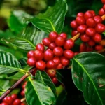 Produção de café em Rondônia se recupera e deve alcançar 2,7 milhões de sacas em 2026