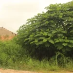 Donos de terrenos abandonados estão sendo notificados via Edital