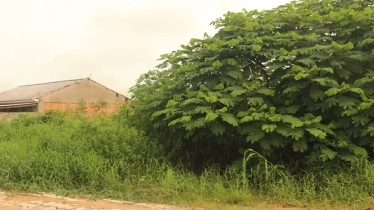 Donos de terrenos abandonados estão sendo notificados via Edital