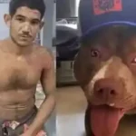 Tentativa de crime termina mal: suspeito é atacado por cachorro e ainda leva bronca da mãe. VEJA VÍDEO