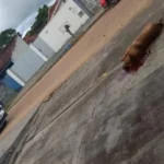Pitbull é abatido em Ji-Paraná após ataque violento contra outro cachorro