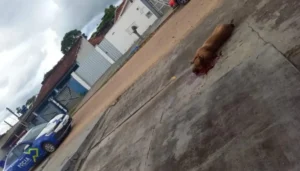 Pitbull é abatido em Ji-Paraná após ataque violento contra outro cachorro
