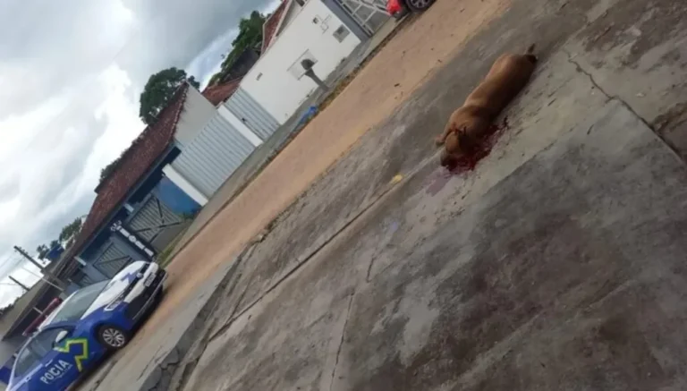 Pitbull é abatido em Ji-Paraná após ataque violento contra outro cachorro