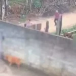 Mãe e padrasto são investigados por homicídio de bebê de 11 meses arrastado por pitbull. VEJA VÍDEO