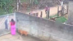 Mãe e padrasto são investigados por homicídio de bebê de 11 meses arrastado por pitbull. VEJA VÍDEO