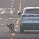 Motorista arrasta cachorro pela coleira do lado de fora de carro; vídeo