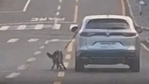 Motorista arrasta cachorro pela coleira do lado de fora de carro; vídeo