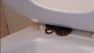 Homem leva susto ao encontrar jararaca escondida em vaso sanitário de banheiro público e faz alerta. VEJA VÍDEO
