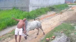 Homem é arremessado ao levar cabeçada de boi e fica ferido. VEJA VÍDEO