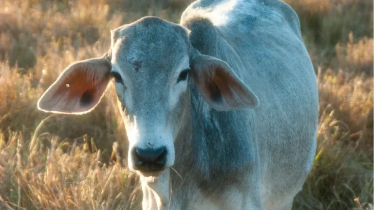 Fazendeiro aciona polícia após descobrir novilha “carneada” no pasto