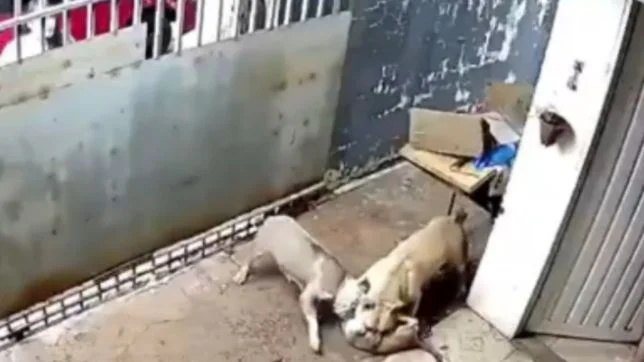 Pitbulls atacam filhote e caso volta a repercutir após imagens circularem nas redes sociais