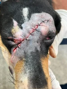 Crueldade sem limites: Cachorra sobrevive a ataque que quase lhe custou a vida em Rondônia