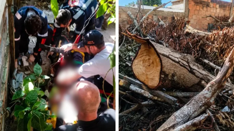 Idoso de 79 anos morre após ser atingido por tronco de árvore