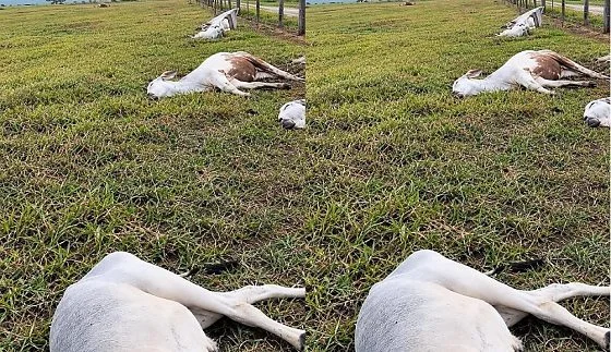 FÚRIA DA NATUREZA: Raio mata 11 cabeças de gado durante temporal