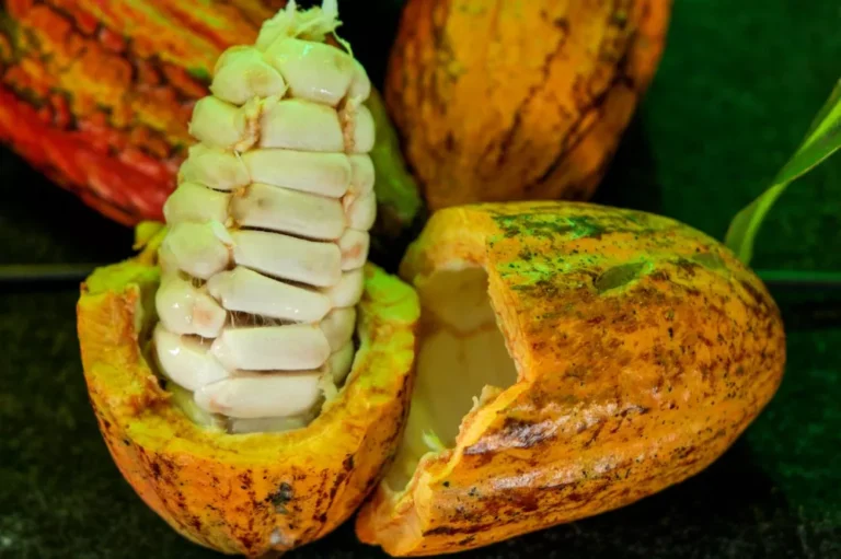 Rondônia tem seis produtores entre os 20 finalistas do Concurso Nacional de Cacau; veja quem são